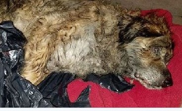 El perro estaba en muy mal estado de salud.