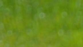 Las madres que tienen varios hijos varones pueden tender a autoatacar el sistema inmune del pequeño.