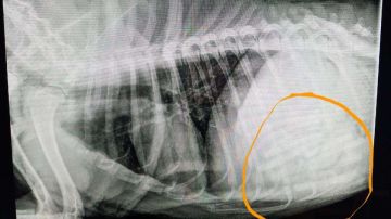 Radiografía del estómago de un perro que perdía peso sin que se supiera el motivo.