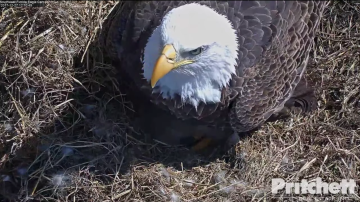 El águila Harriet en su nido.
