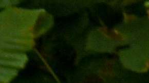 La FIFA encontró culpables a dos exdirigentes del fútbo, sudamericano