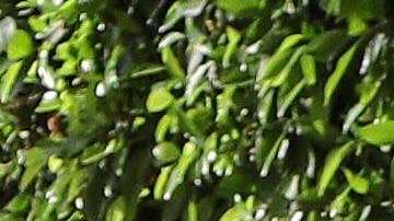 Matt Damon y su esposa Luciana Barroso.