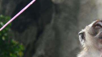 Clonan a dos primates con la misma técnica con la que se creó la oveja Dolly.