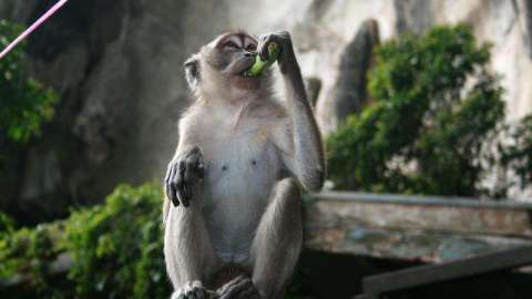 Clonan a dos primates con la misma técnica con la que se creó la oveja Dolly.