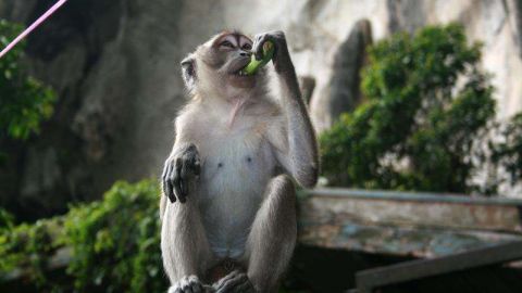 Clonan a dos primates con la misma técnica con la que se creó la oveja Dolly.