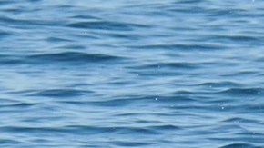 Los delfines suelen derrotar y comer a los pulpos.