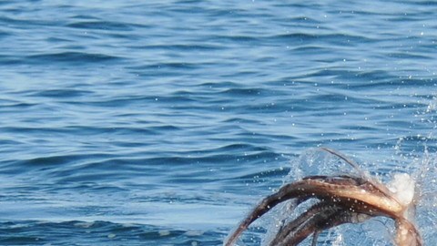 Los delfines suelen derrotar y comer a los pulpos.