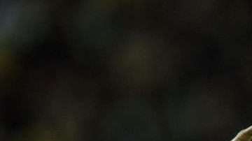 El jugador colombiano Yerry Mina de Palmeiras ya es el nuevo fichaje del Barcelona español. (Foto: EFE/Raúl Martínez)