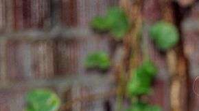 El momento en que Brian murió tras lanzarse corriendo ante el auto de Maryann marcó un antes y un después en su vida.