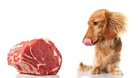 Los investigadores no encontraron evidencia científica sobre los supuestos beneficios de darle a tu mascota carne cruda.