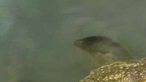 Los sapos son uno de los 7,000 anfibios en peligro de extinción según la Unión Internacional para la Conservación de la Naturaleza (UICN).