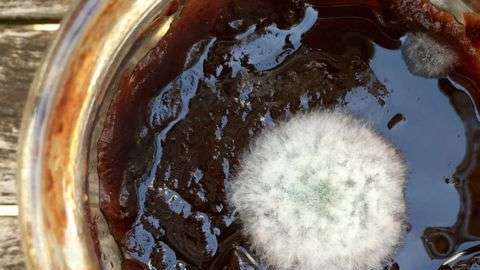 Los mohos pueden producir micotoxinas. A veces retirar la parte visible con una cuchara no es suficiente.