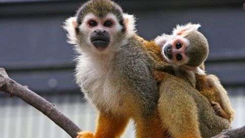 Los primates del género Saimiri, vulgarmente llamados monos ardilla, son originarios de América del Sur y Centroamérica.