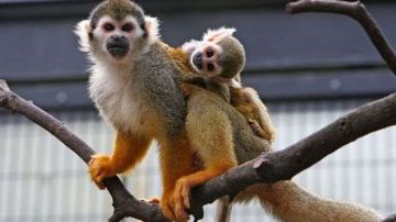 Los primates del género Saimiri, vulgarmente llamados monos ardilla, son originarios de América del Sur y Centroamérica.