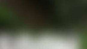 Henry es uno de los perros que no encuentra familia y que más tiempo lleva en el refugio.