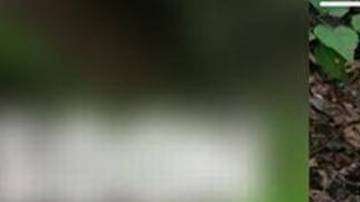 Henry es uno de los perros que no encuentra familia y que más tiempo lleva en el refugio.