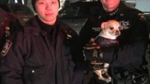 La Unidad de Servicios de Emergencia del NYPD fue al rescate de la mascota.