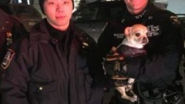 La Unidad de Servicios de Emergencia del NYPD fue al rescate de la mascota.