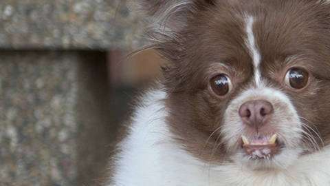 Un perro de 49 libras consigue perder 37 a base de ejercicio y dieta equilibrada.