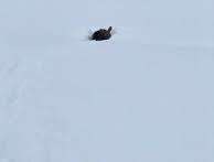 Alce atascado en la nieve recibe un poco de ayuda humana para salir vivo de la situación.