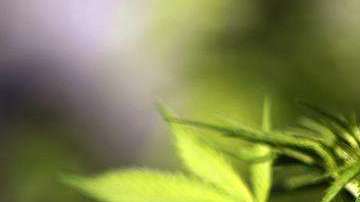 Marihuana