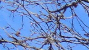 Apartamentos NYCHA, Lower East Side, Manhattan.