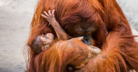 orangután