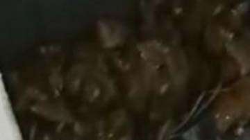 En 2017, se realizaron cerca de 1,800 intervenciones anti ratas.