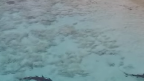 Un drone captó las imágenes en Islas Bahamas.