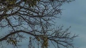 La Pick Up, un símbolo americano.