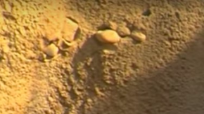 Fiona la hipopótamo