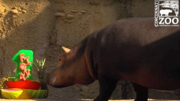 Fiona la hipopótamo