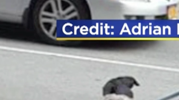 Perros abandonados en el Upper West Side.