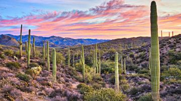 La fiebre del valle se incrementa en las zonas desérticas, y por eso está más presente en Arizona y el Valle Central de California.