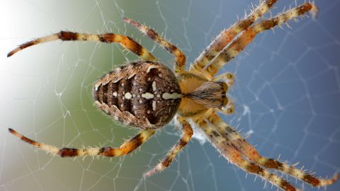 Quiso matar una araña en su departamento y quemó todo su edificio.