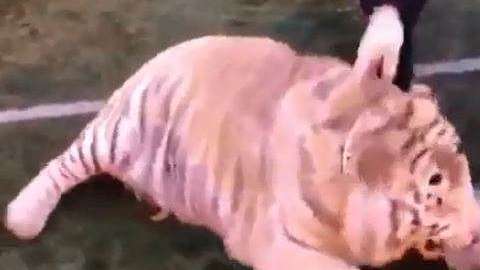 Este tigre sabe cómo mover la pelota.