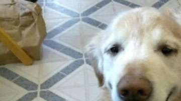 Toby intentó alertar sobre la salud de su dueño, pero lamentablemente éste murió poco después de que le llevaran al hospital.