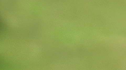 Se tienen registros de que 21 de 50 personas han fallecido alrededor del mundo por contraer el virus herpes B.