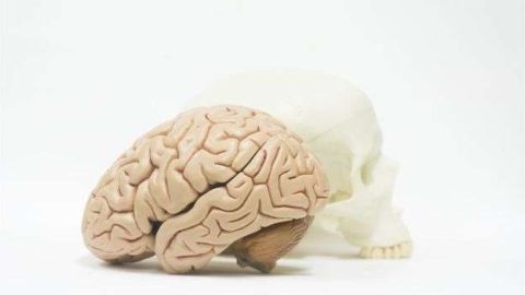 Hay tres redes neuronales relacionadas con las habilidades creativas.