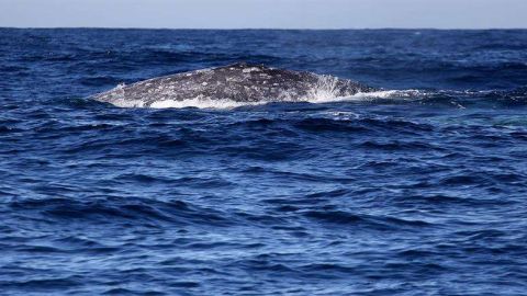 Avistamiento de Ballena Gris. /EFE