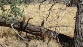 El avión se estrelló en el cañón Los Gatos, en el centro del estado de California, mientras volaba hacia la frontera con México.