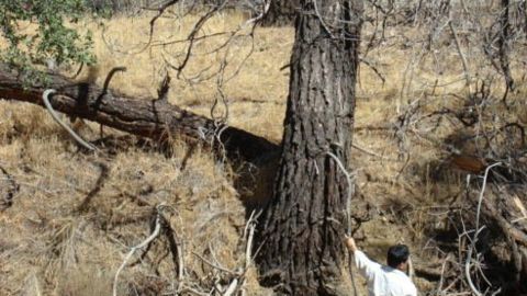 El avión se estrelló en el cañón Los Gatos, en el centro del estado de California, mientras volaba hacia la frontera con México.