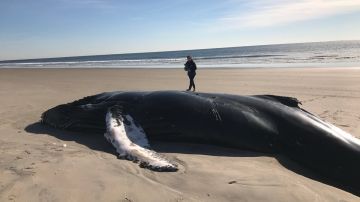 El cetáceo hembra fue enterrado en la playa