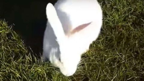 Un conejo casi fue cazado por el perro en el estadio CAP de Talcahuano en Chile.
