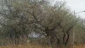 La policía acordonó la zona. Twitter