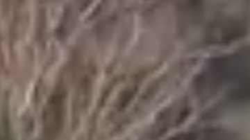 Las autoridades no dieron detalles del detenido.