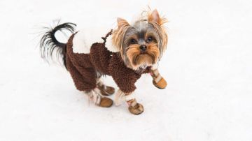 En los días invernales de mucho frío y lluvia se debe proteger a la mascota con un chaleco y unas botitas para sus patas.