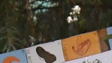 Los "Dreamers" pueden seguir aplicando por la protección que ofrece DACA.