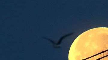 Así se vio la superluna de sangre azul en San Francisco, California.