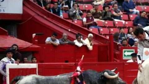 El rejoneador español Andy Cartagena y el toro indultado 'Copo de Nieve'.